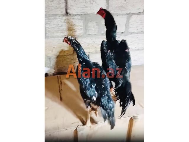 Heyrati Şamo