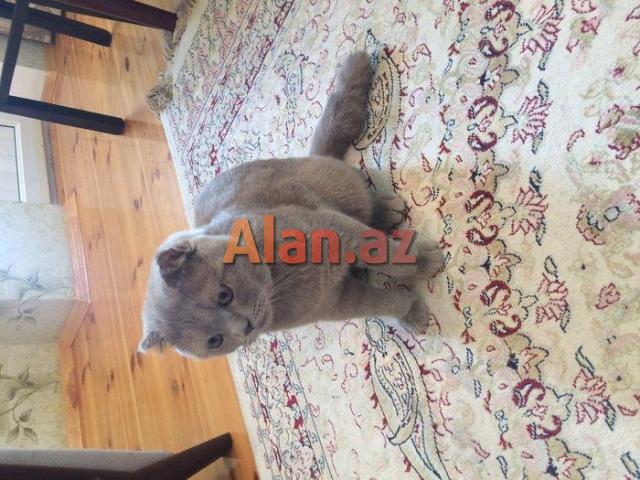 Şotland sallaqqulaq pişiyi.