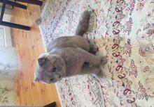 Şotland sallaqqulaq pişiyi.