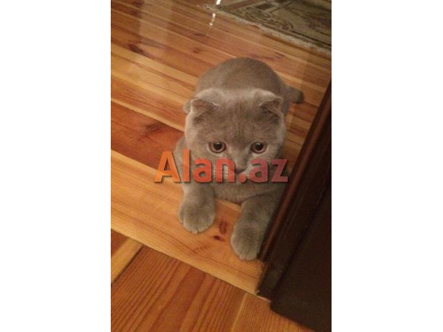 Şotland sallaqqulaq pişiyi.