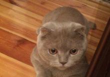 Şotland sallaqqulaq pişiyi.