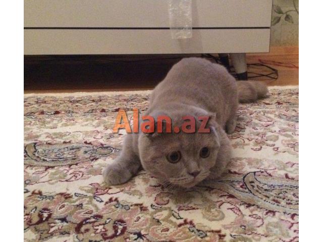 Şotland sallaqqulaq pişiyi.