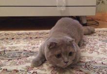 Şotland sallaqqulaq pişiyi.