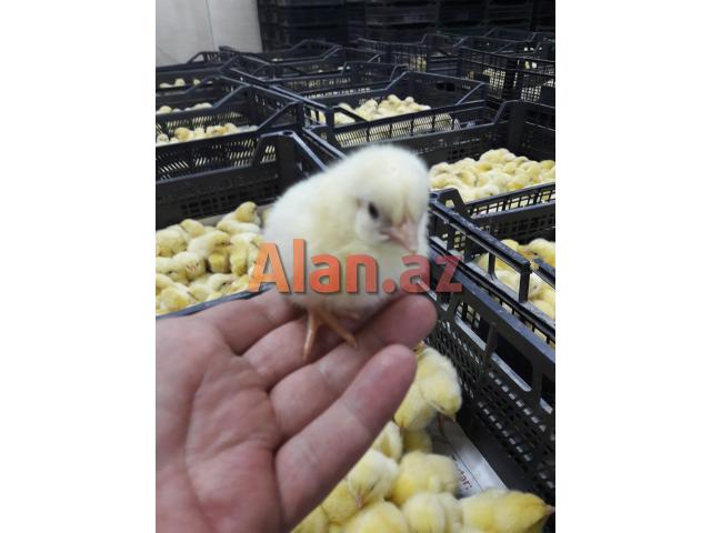 Broler  Ross308  Cuce Satilir