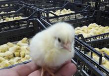 Broler  Ross308  Cuce Satilir