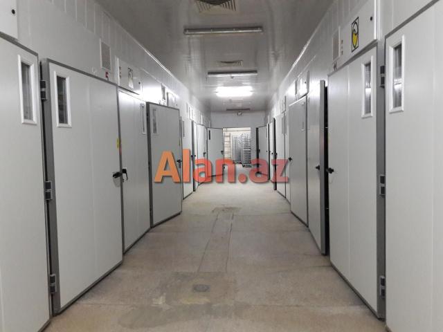 Broler  Ross308  Cuce Satilir