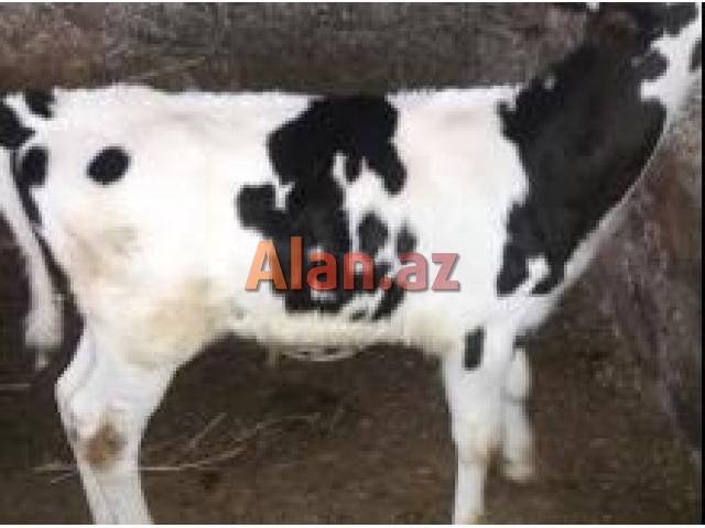 inək satılır