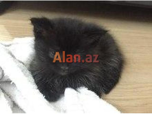 Şotland sallaqqulaq pişiyi