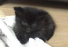 Şotland sallaqqulaq pişiyi