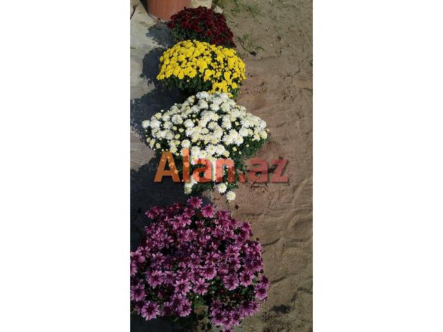 Xirzantema (payiz gulu)