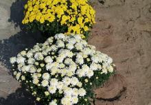 Xirzantema (payiz gulu)