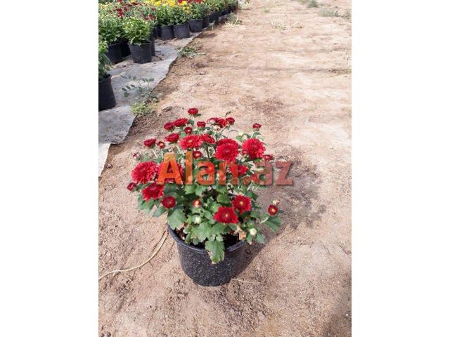 Xirzantema (payiz gulu)