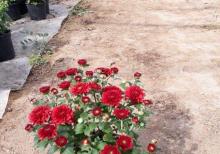 Xirzantema (payiz gulu)