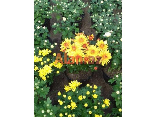 Xirzantema (payiz gulu)