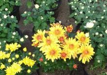 Xirzantema (payiz gulu)