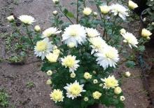 Xirzantema (payiz gulu)