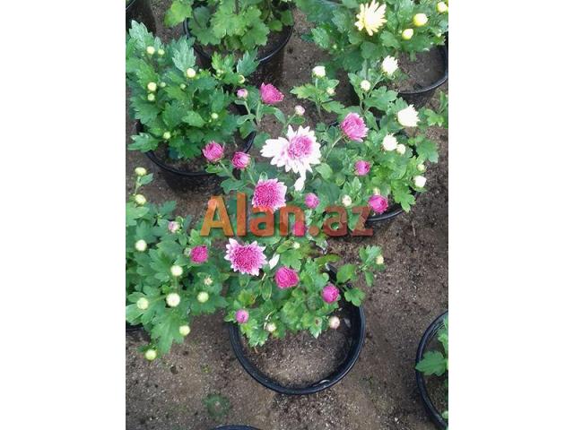 Xirzantema (payiz gulu)