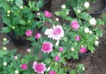 Xirzantema (payiz gulu)