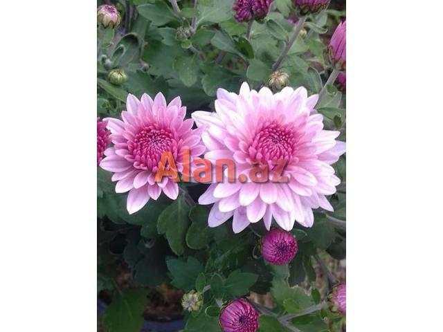 Xirzantema (payiz gulu)