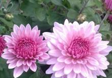 Xirzantema (payiz gulu)