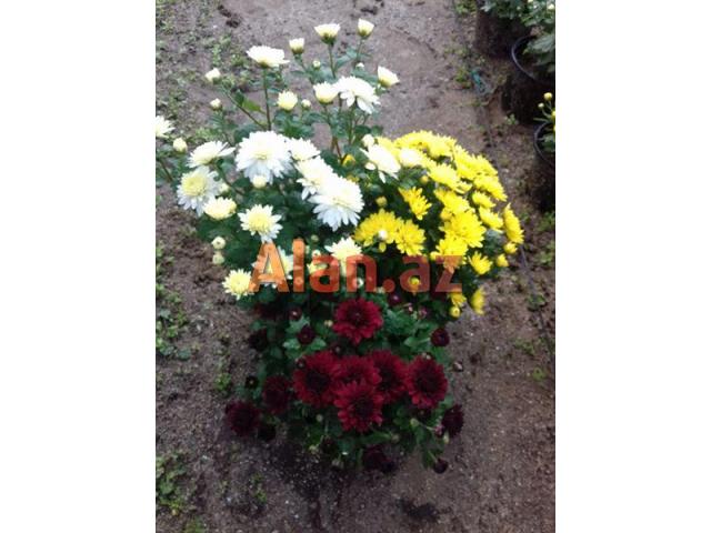 Xirzantema (payiz gulu)