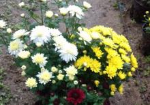 Xirzantema (payiz gulu)