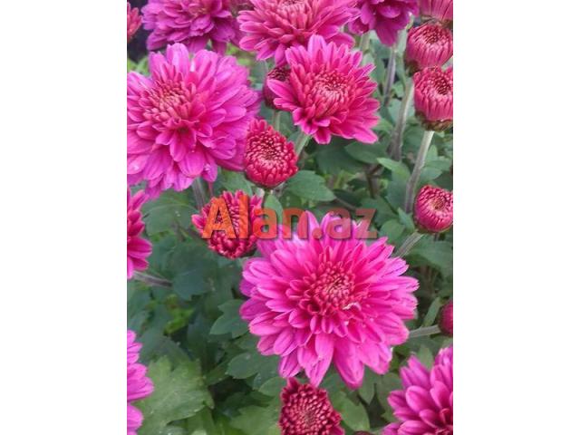 Xirzantema (payiz gulu)