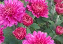 Xirzantema (payiz gulu)