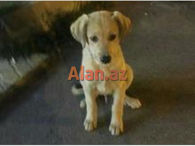 İt etibarlı əllərə verilir