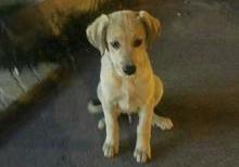 İt etibarlı əllərə verilir