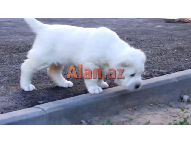 alabay balası