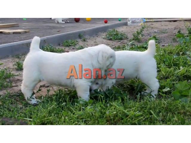 alabay balası