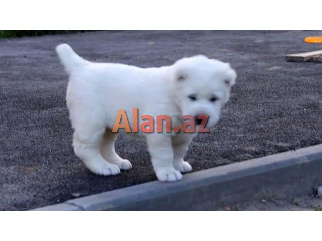 alabay balası