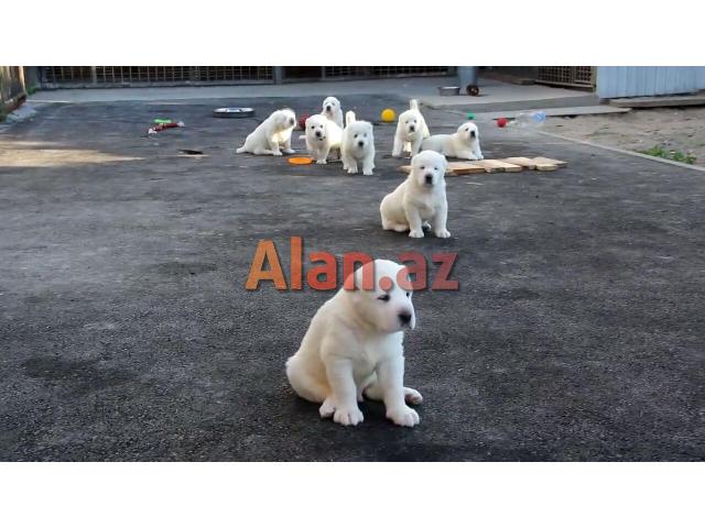 alabay balası