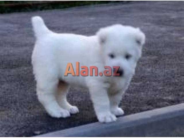 alabay balası