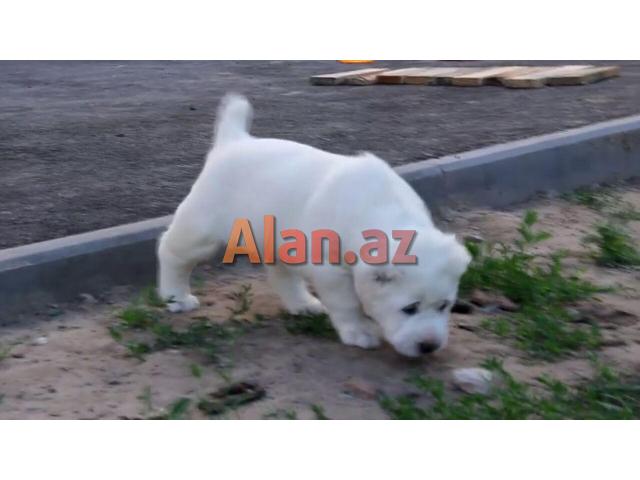 alabay balası