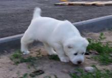 alabay balası