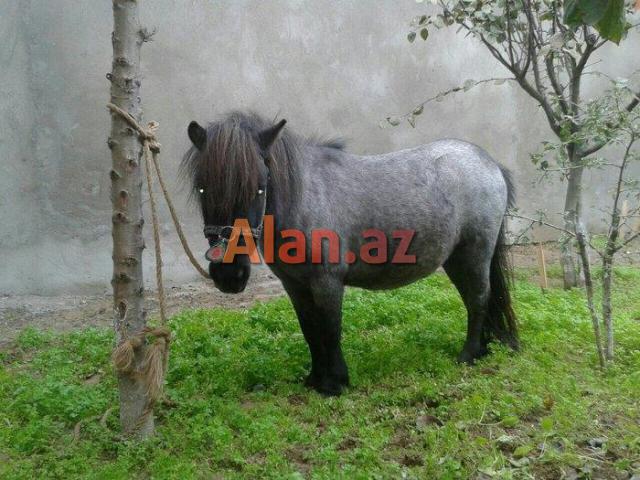 Poni farabella at satılır