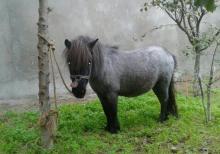 Poni farabella at satılır