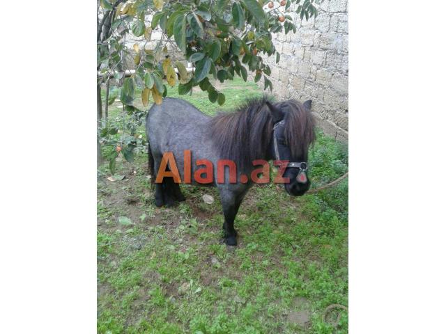 Poni farabella at satılır