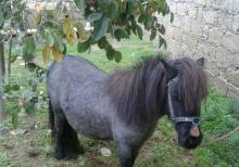 Poni farabella at satılır