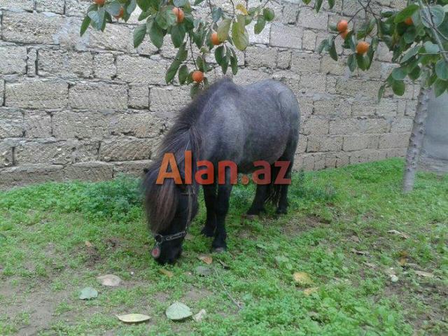 Poni farabella at satılır