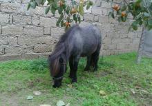 Poni farabella at satılır