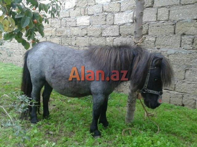 Poni farabella at satılır