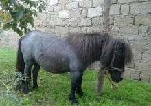 Poni farabella at satılır