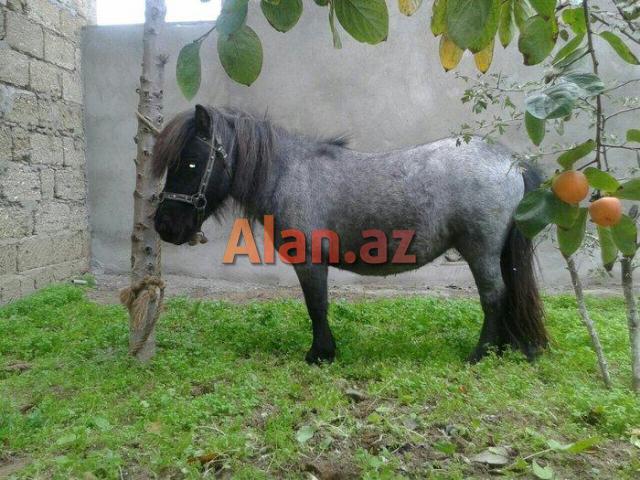 Poni farabella at satılır