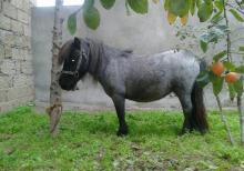 Poni farabella at satılır