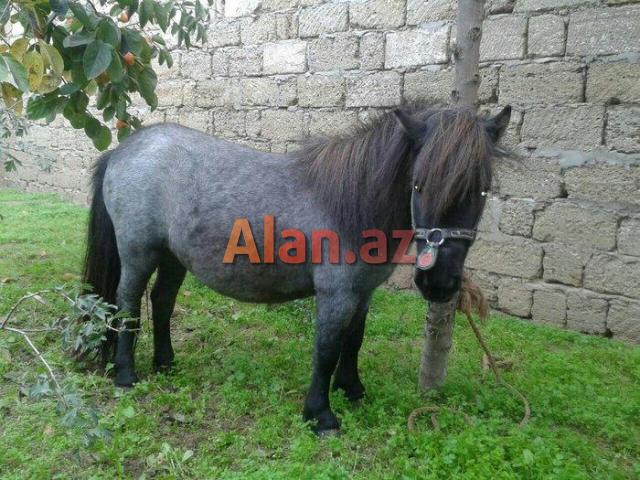 Poni farabella at satılır