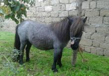 Poni farabella at satılır