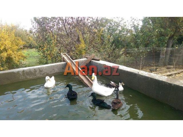 kuban ve kayuqa ordeyi